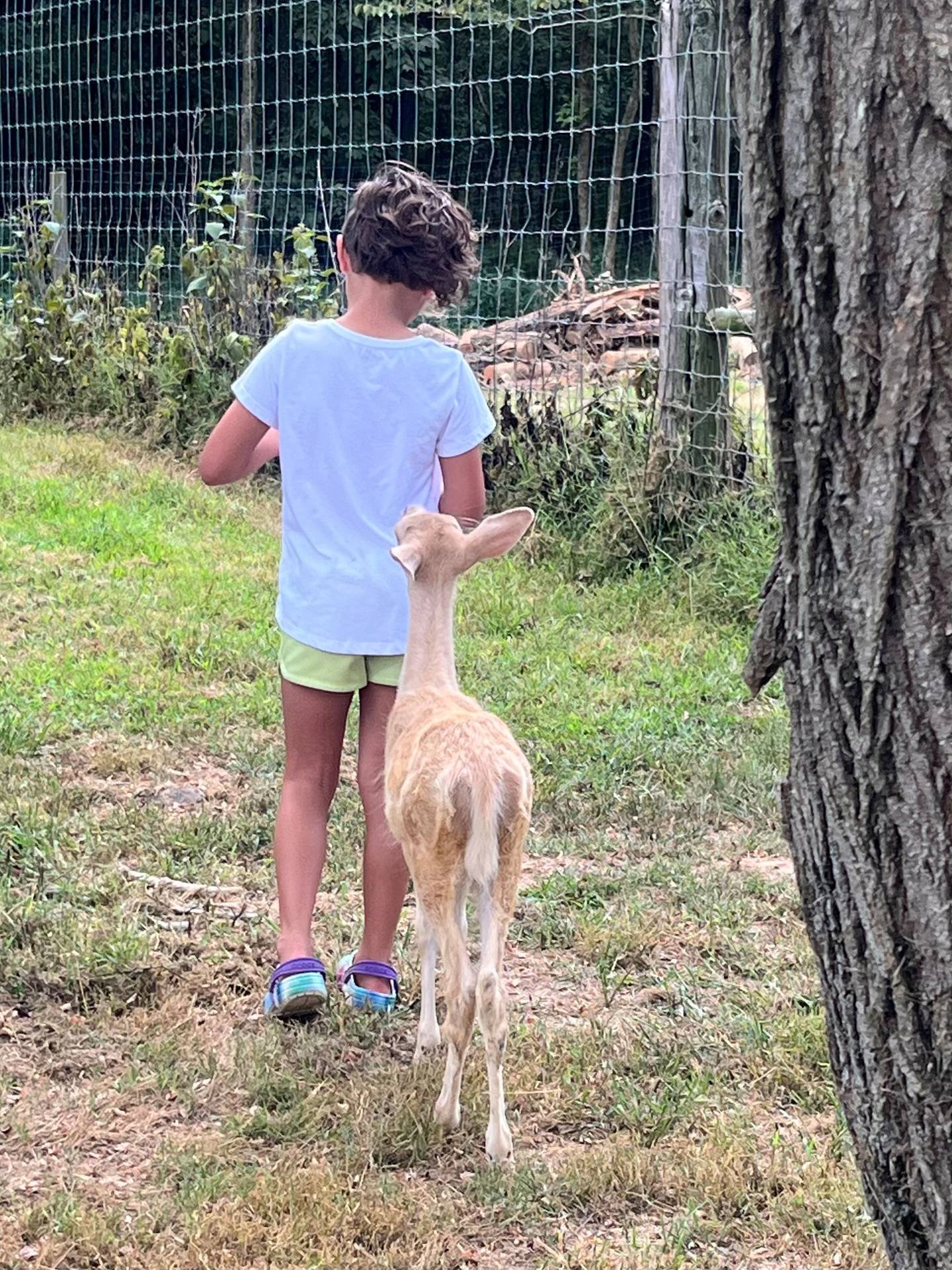 “Wait, Come Back!” — Kayla Weaver: “This sweet baby deer wasn’t done playing.”