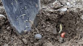 A quick dig can diagnose corn emergence issues