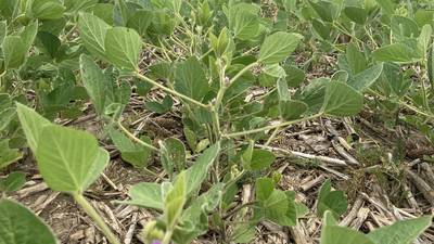 Indiana crop progress for the week ending June 30
