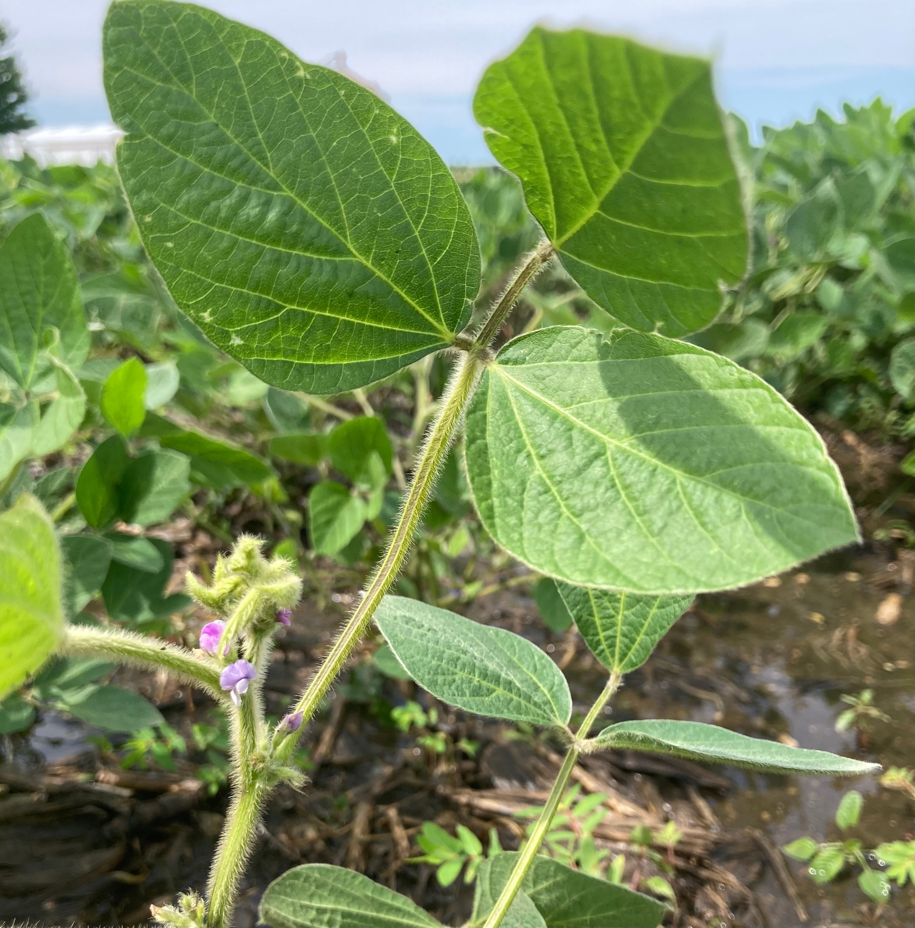 Illinois crop progress.