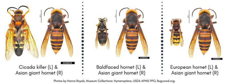 They're not murder hornets: How to identify large wasps – AgriNews