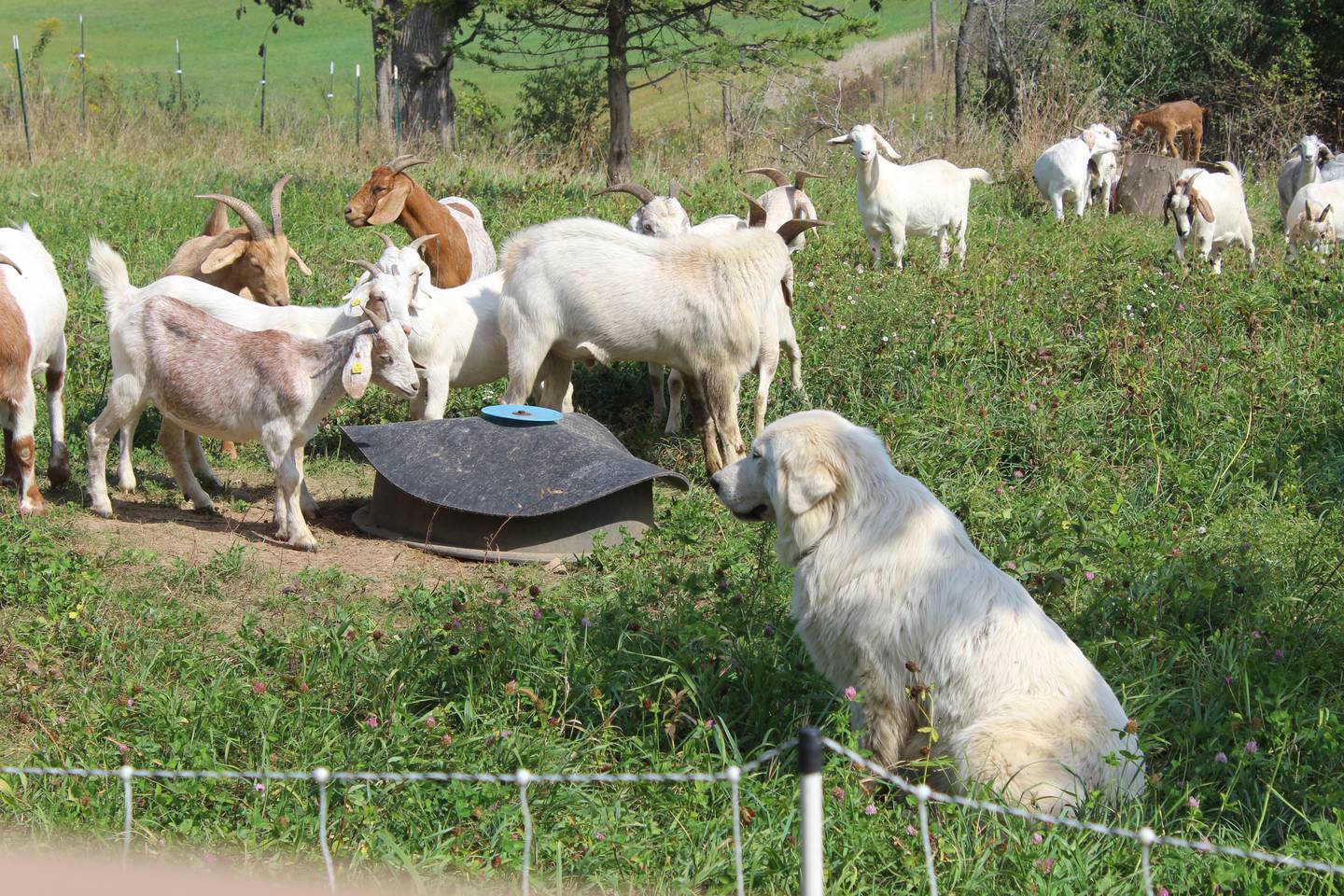 Along with several breeds of livestock, Terra Vitae Farms also raises Maremma dogs. These dogs stay with the pasture animals, including the Savanna and Kiko goats, to protect them from predators.