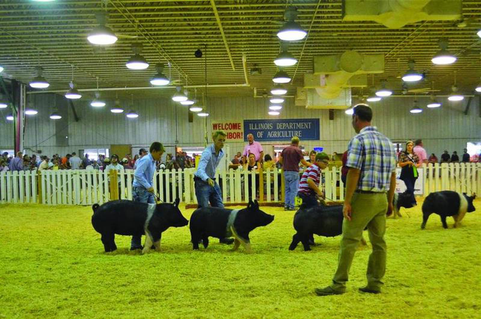 Camera ready Online livestock shows can offer mixed results AgriNews