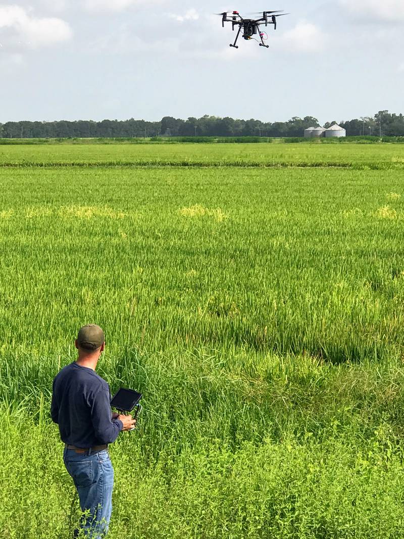 Agronomists at Pioneer encourage farmers to continue scouting fields as harvest approaches.