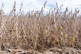 Red crown rot makes way to Indiana fields