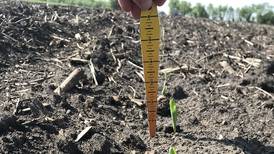 Evaluate corn emergence this planting season