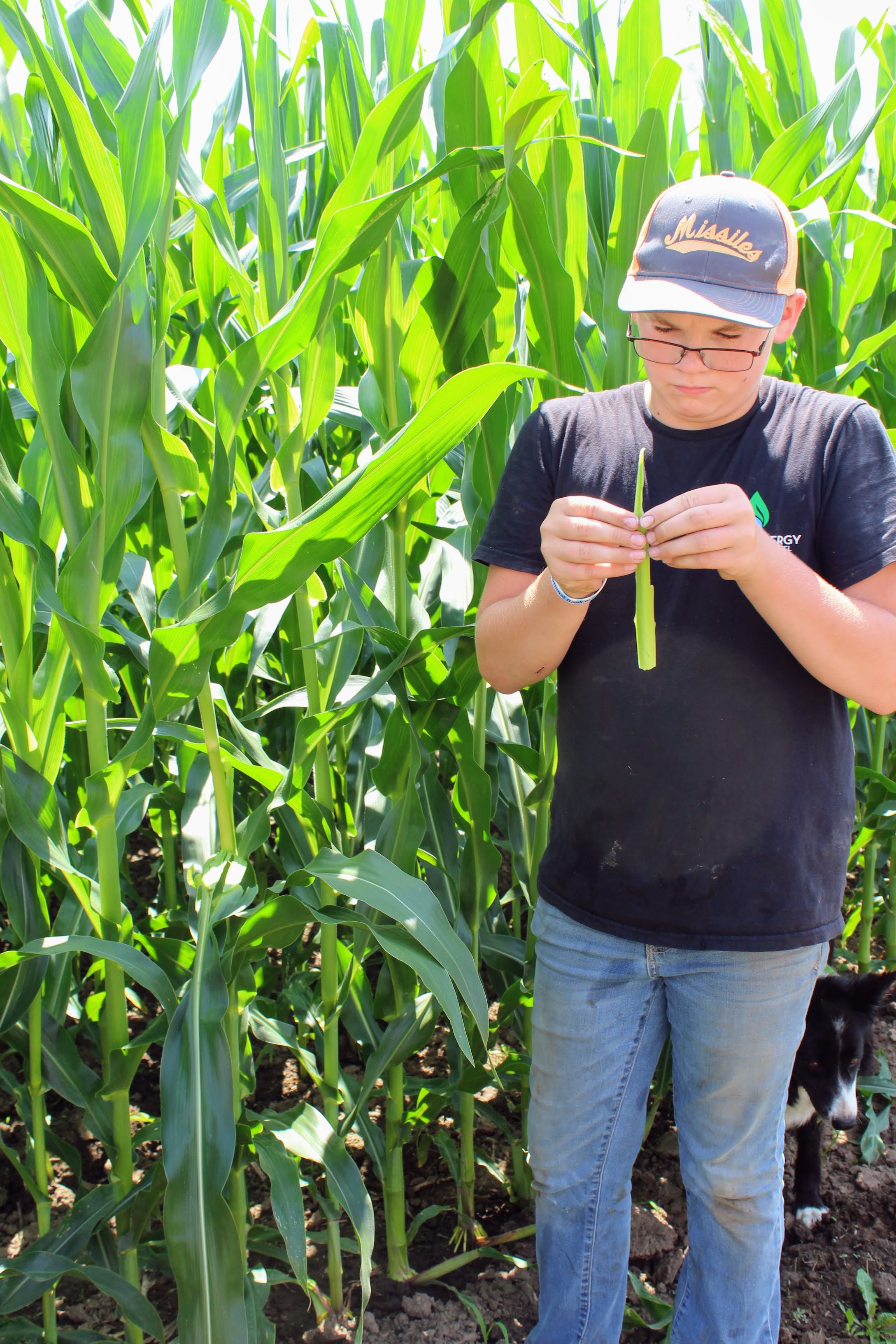 Austin Rahn takes a close look at corn leaves and counts the number surrounding the developing tassel to estimate the timing of when tassels will appear on the plants.