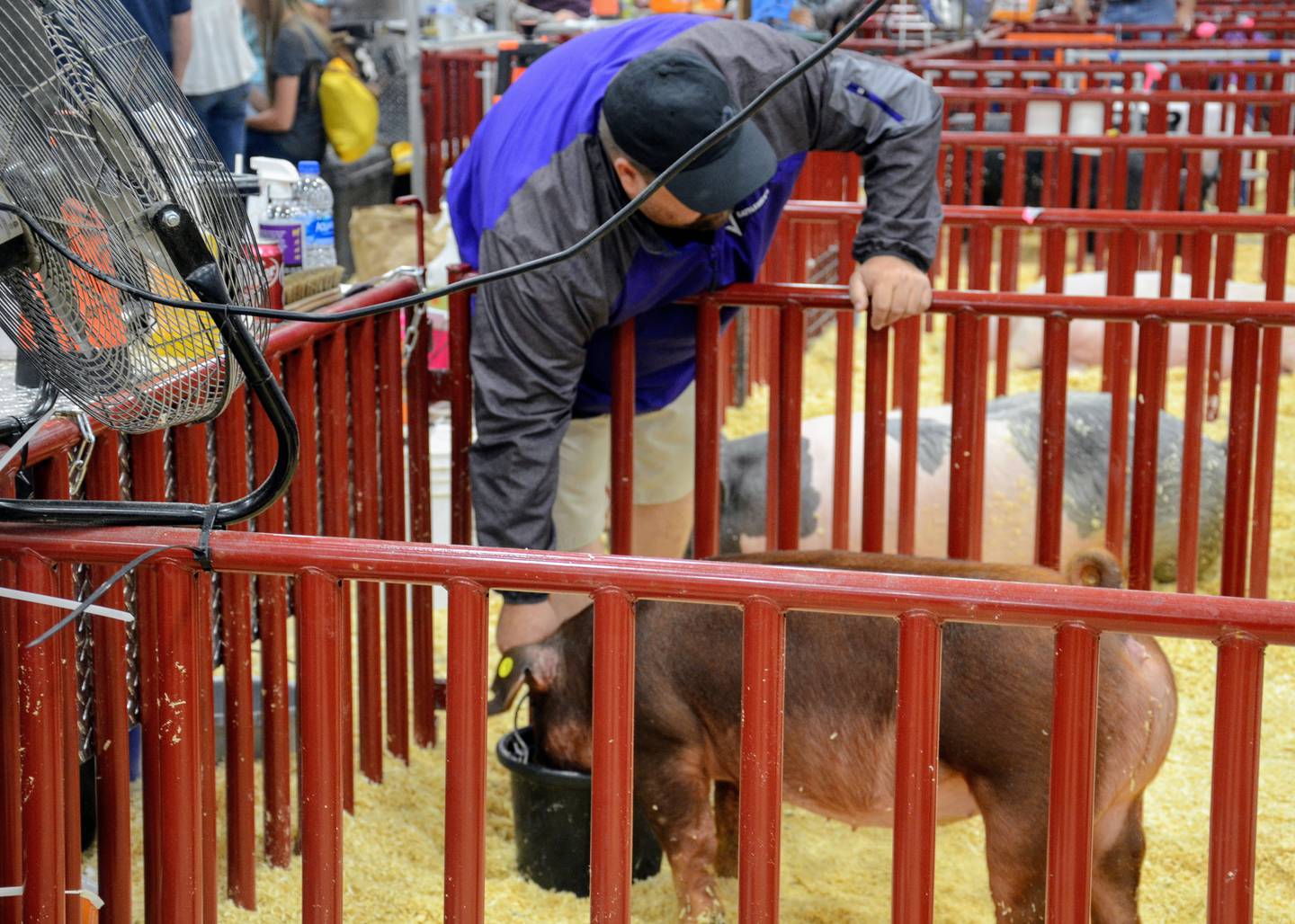 National swine show takes over the Indiana State Fairgrounds AgriNews