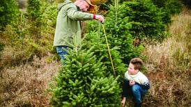 Picking the perfect Christmas tree starts at home