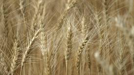‘I’ state winter wheat yields up, down