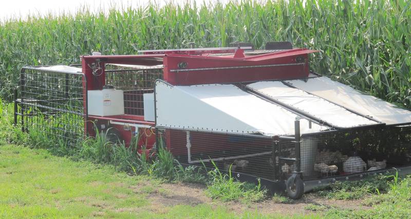 The Stock Cropper moves autonomously through a cover crop strip at 8 inches per hour in a strip cropping field trial at Precision Technology Institute. Sheep are in the front (left) of the system, hogs in the middle and chickens in the back consuming the cover crops and fertilizing the ground for next year’s corn crop.