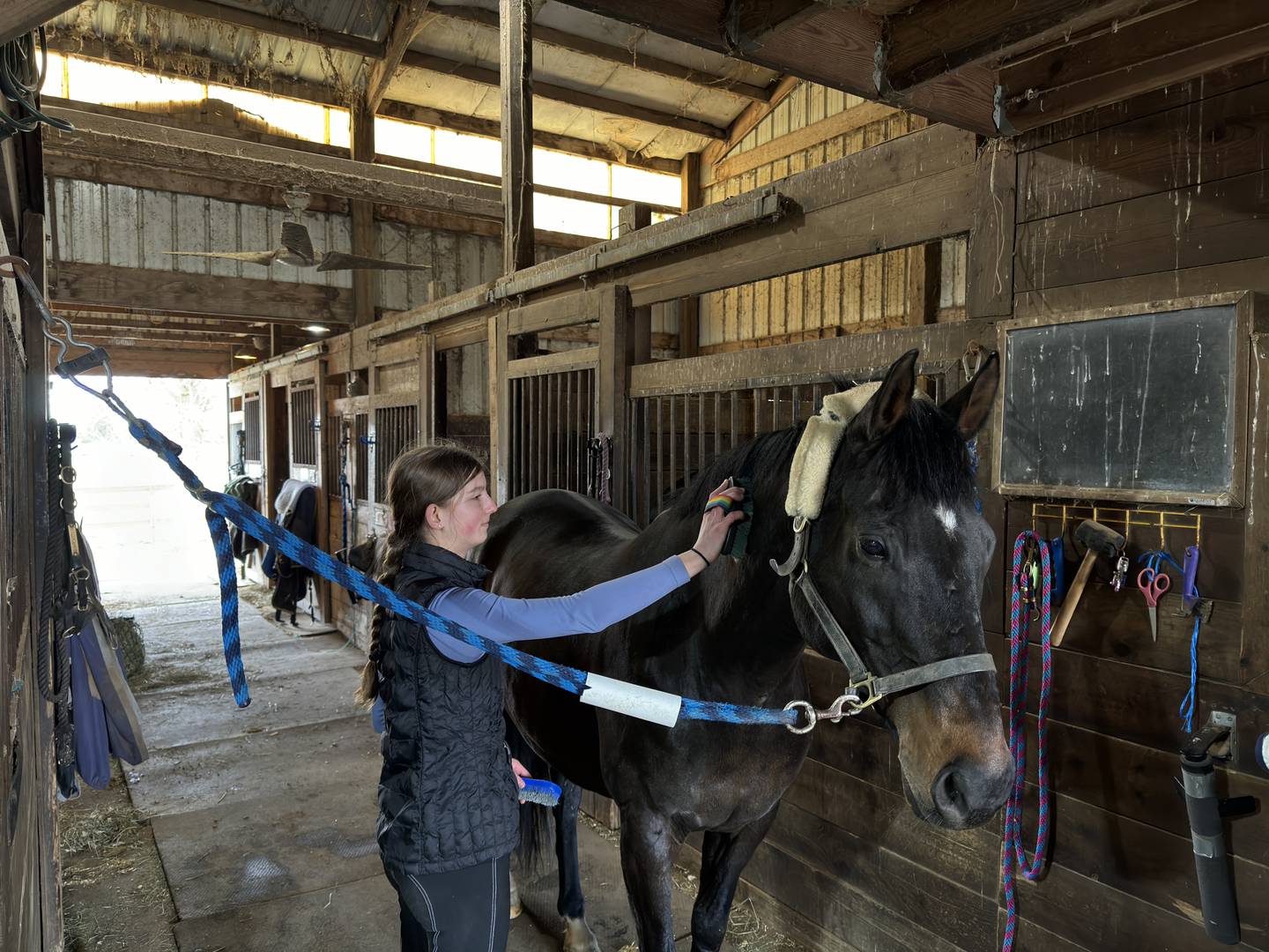 Brushing horses is one of the daily chores Emma Bialko does at the three equestrian facilities where she works for her FFA project.