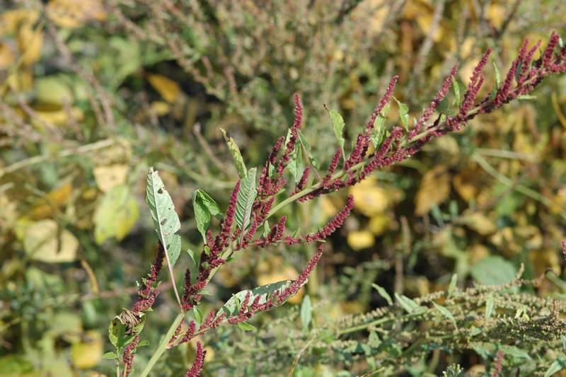 Waterhemp is a widespread weed species with several traits that make it problematic for agriculture. It has evolved herbicide resistance to more site-of-action groups than any other Midwestern weed species and a single female plant can produce 250,000 to over a million seeds.