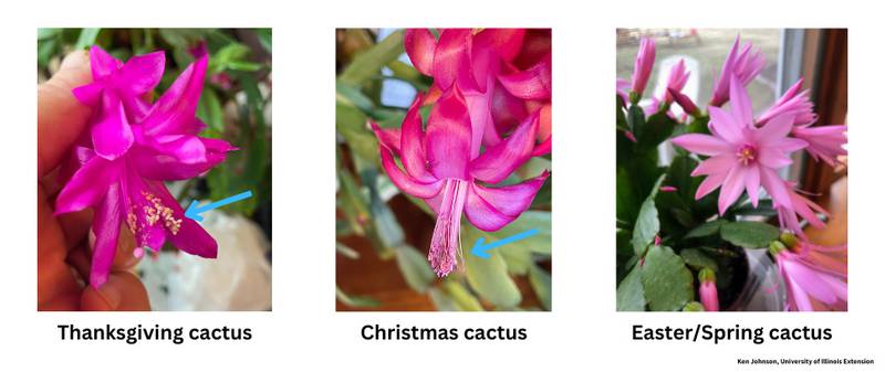 To differentiate between the three types of holiday cacti, look at their leaves. From left are Thanksgiving cactus, Christmas cactus and Easter cactus.