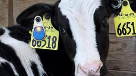 Dairy system monitors calf health from birth