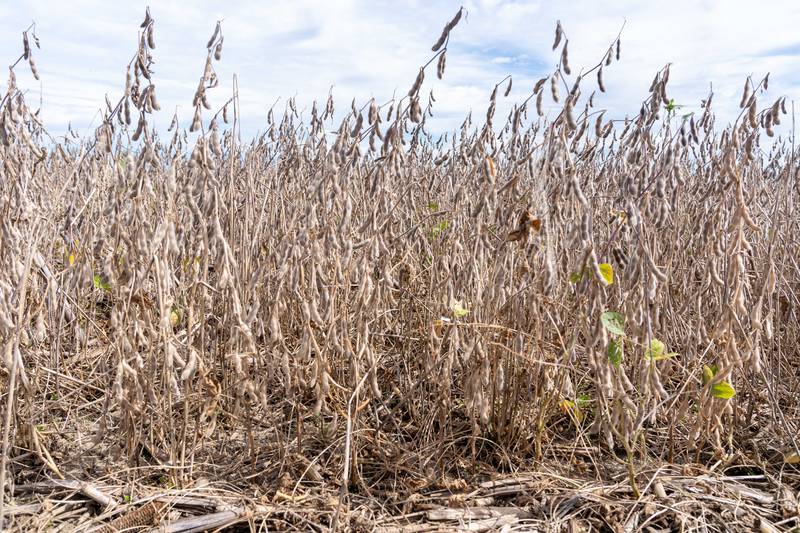 Red crown rot, a disease that affects soybeans and other legumes, has spread to some Indiana fields.