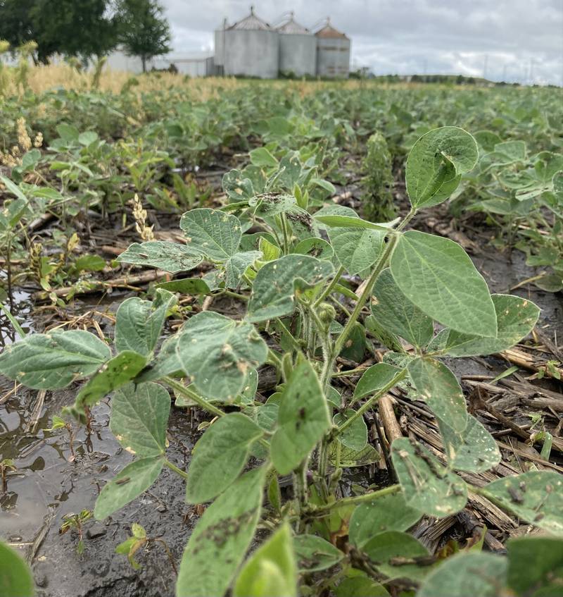 Illinois crop progress.