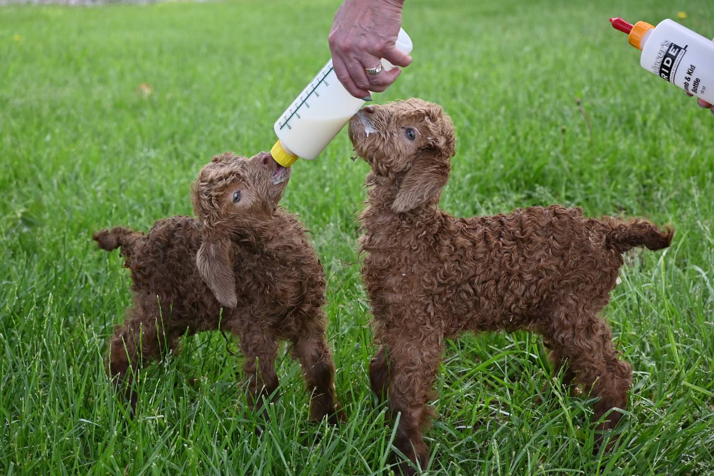 Watch adorable baby animals at the Momma Town live birthing center.