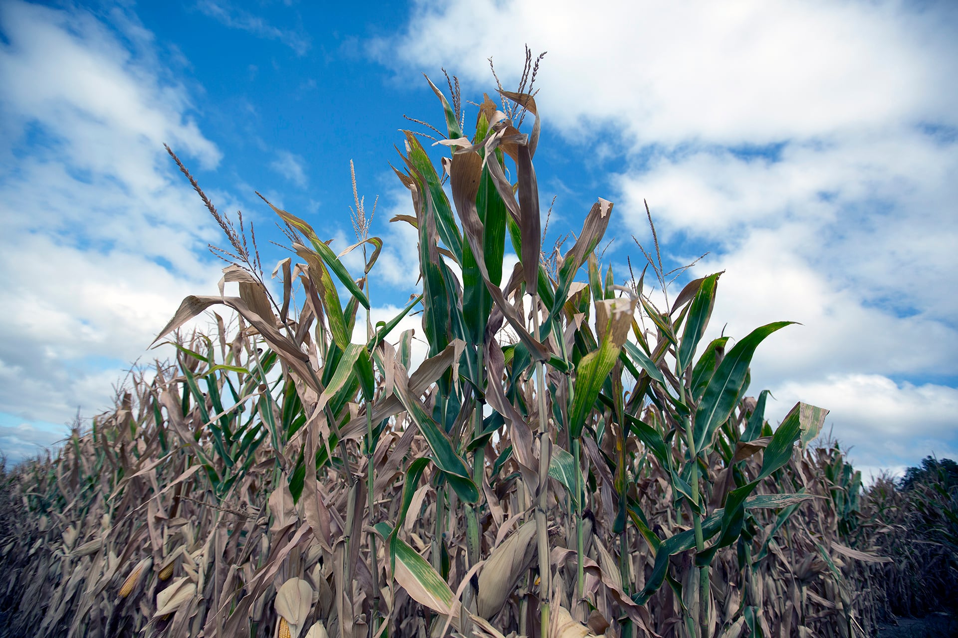 Reduced corn yield along field edges can be associated with the effect of incoming winds on the microclimate within the field.