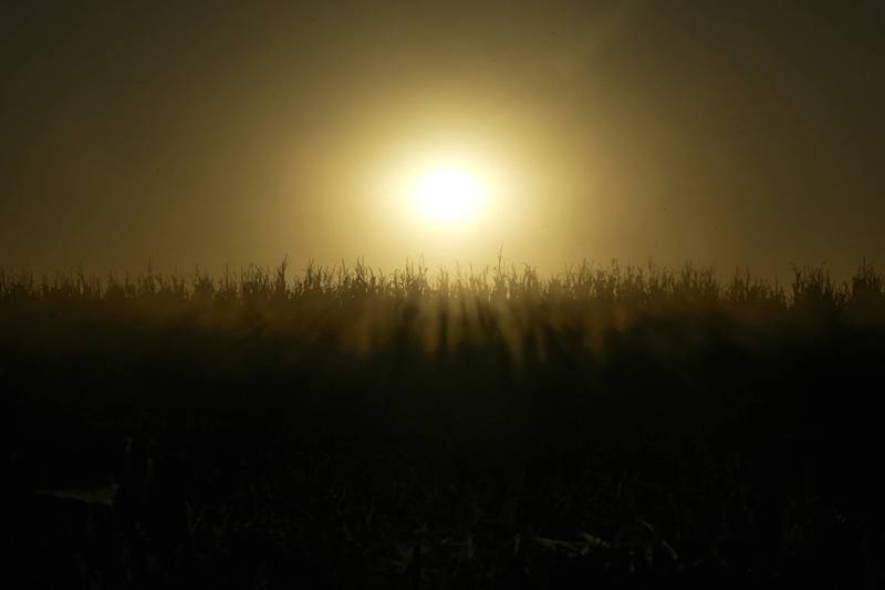 Dust fills the air as a combine harvests corn at a farm near Allerton, Illinois.