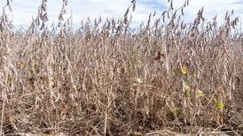 Red crown rot makes way to Indiana fields