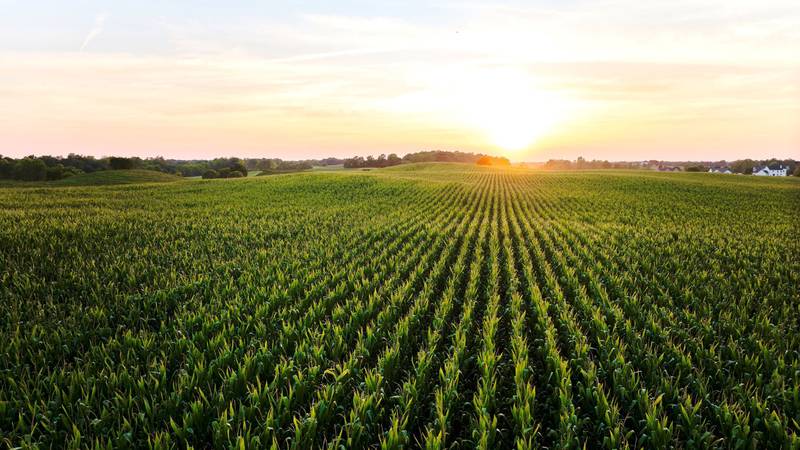 Scouting fields and monitoring crops throughout the growing season can help you make more informed management decisions and stay on top of potential issues that may come up.