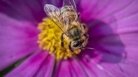 Invite pollinators to your garden
