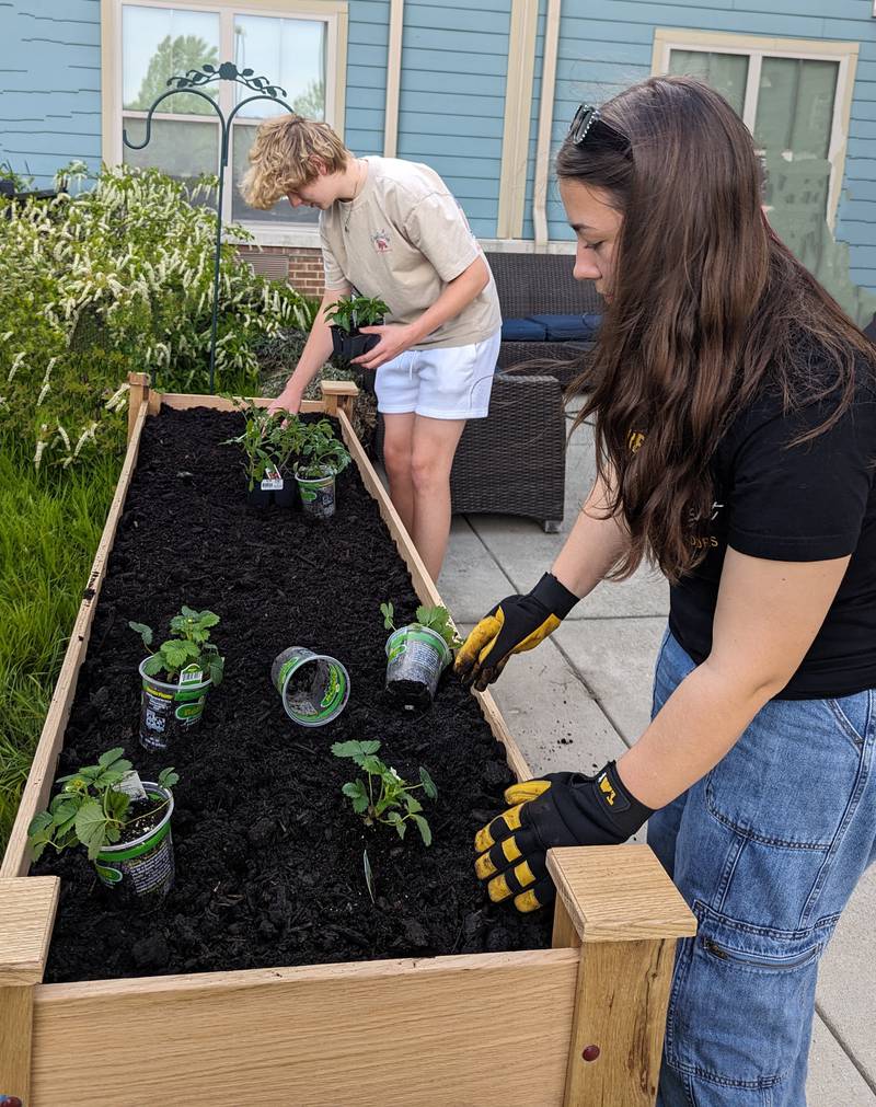 Lake County 4-H members Sebastian Rzadkosz and Avalyn Humbert build a raised garden bed for senior citizens in their community.