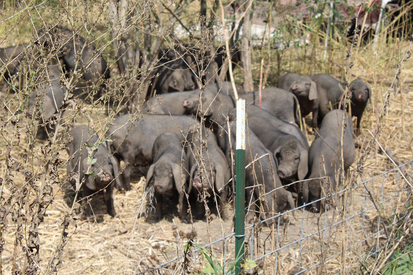 Meishan pigs are originally from China and they are known for their very rich, heavily marbled dark meat. This heritage breed thrives on pasture and has large litters up to 18 pigs.