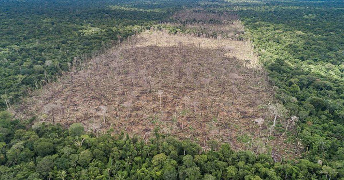 Deforestation drove massive Amazon rainforest fires of 2019 – AgriNews