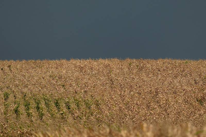 This year’s McLean County corn yield estimate compiled by First Mid Ag Services came in at 227.12 bushels per acre, with yield sample estimates ranging from 151.8 to 284.59 bushels per acre.