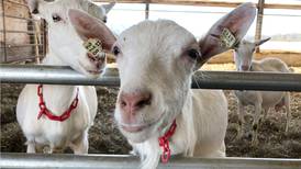 Family farm swaps cows for goats amid changed dairy industry
