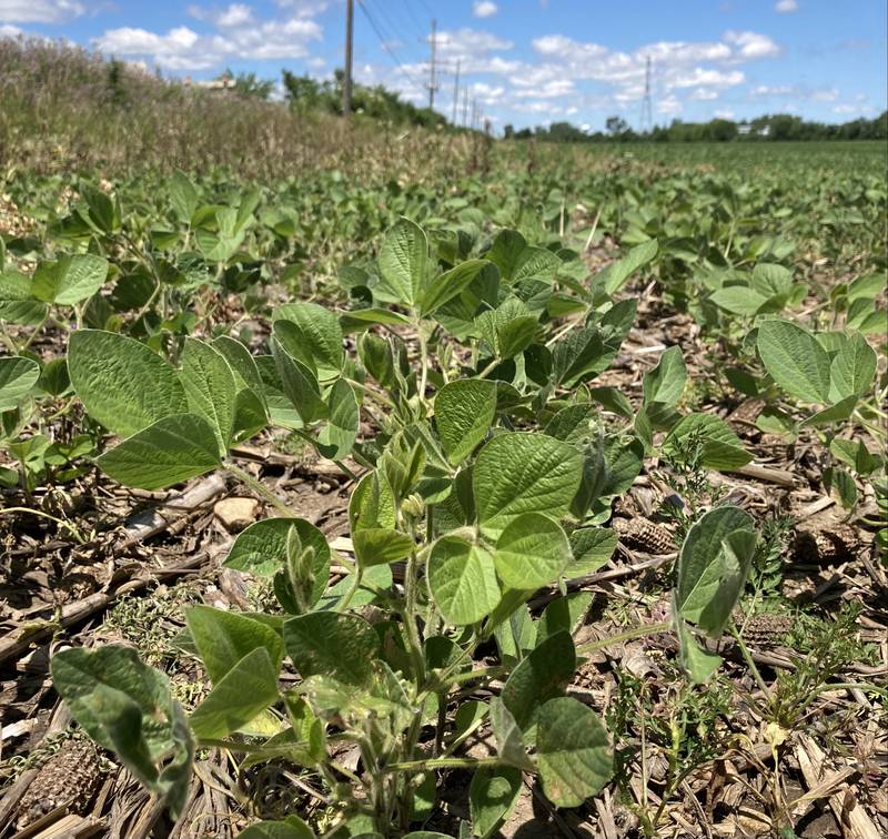 Indiana crop progress.