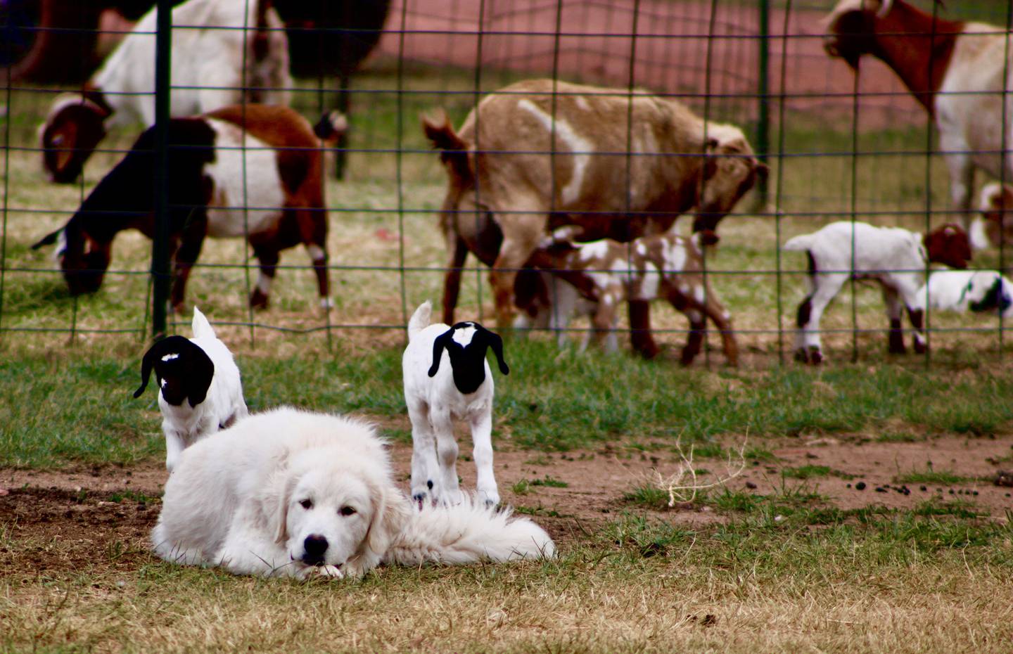 “The Babysitter” — Makayla Learned: “A family farm I visiting in Wyoming for a work trip at the end of kidding season. Young guard dog had been chased by the kids all day as they kept slipping out of the pen.”