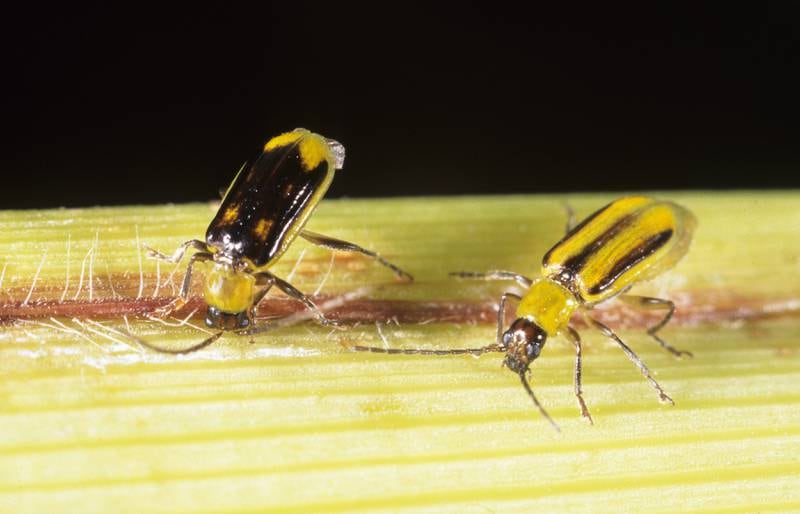 Male (left) and female western corn rootworms.