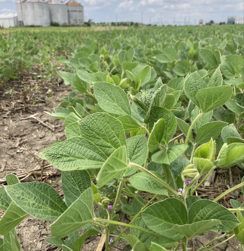 Illinois crop progress.