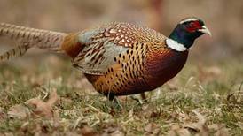 National Corn Growers Association forges new partnership with Pheasants Forever and Quail Forever