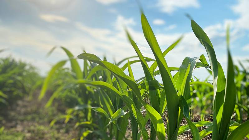 Debate over crop insurance, a public-private partnership that helps make farmers whole when they lose crops or revenue due to events beyond their control, like extreme weather events, is intensifying as conservatives look to cut farm bill costs and reduce government spending.