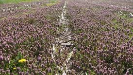 Agronomist shares winter weed, planting tips