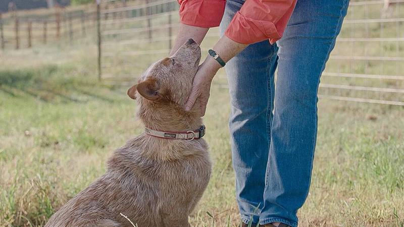 The Farm Dog of the Year contest celebrates farm dogs and the many ways they support farmers and ranchers.