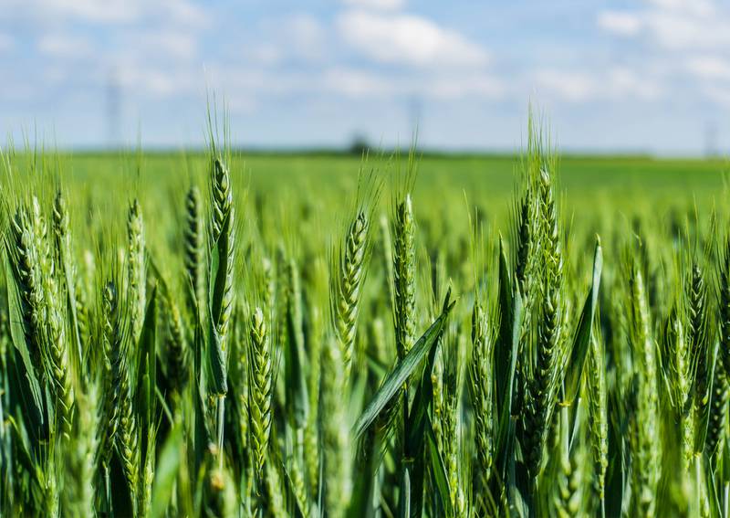 Results of the annual Illinois Wheat Plot Tour, which projected an average weighted yield of 104 bushels per acre, show the state has the potential for another record yielding year.