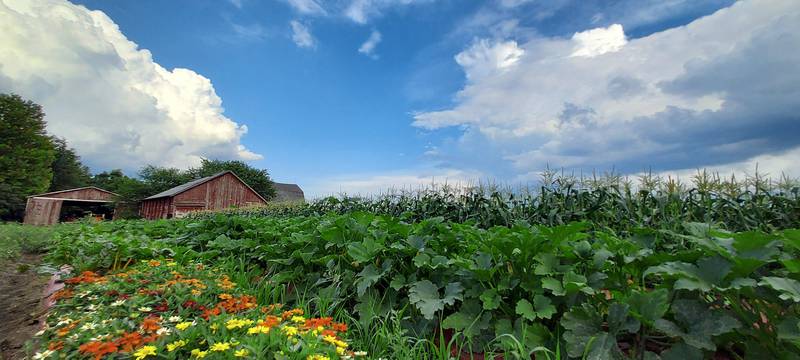 Raices Latinas, a nonprofit coalition dedicated to promoting the agricultural contributions of Latino and Latine community in McHenry County, will host its second farm tour from 5:30 to 7:30 p.m. Tuesday, Aug. 27.