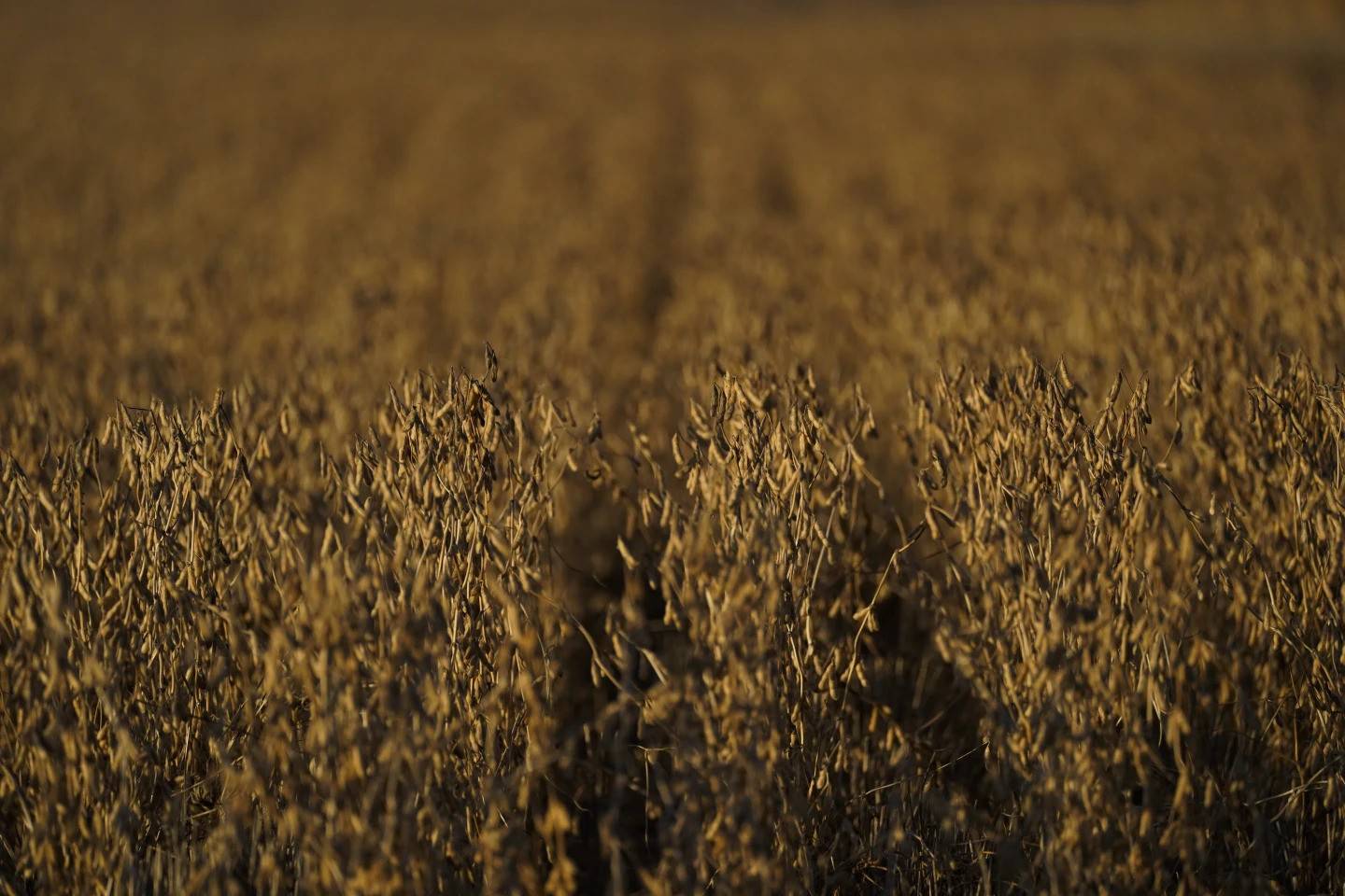 Soybeans grow on Jed Clark’s farm before harvest on Nov. 8, 2023, in Lynnville, Kentucky.