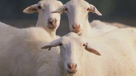 Check out sheep events at the State Fair