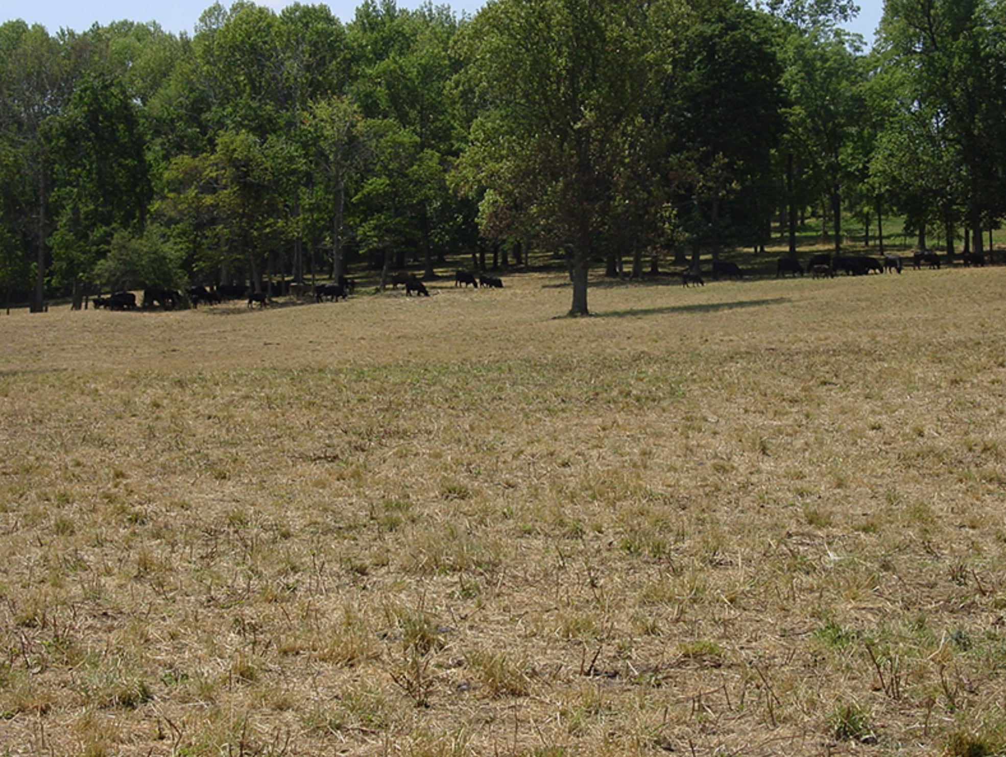Drought may impact cattle forage