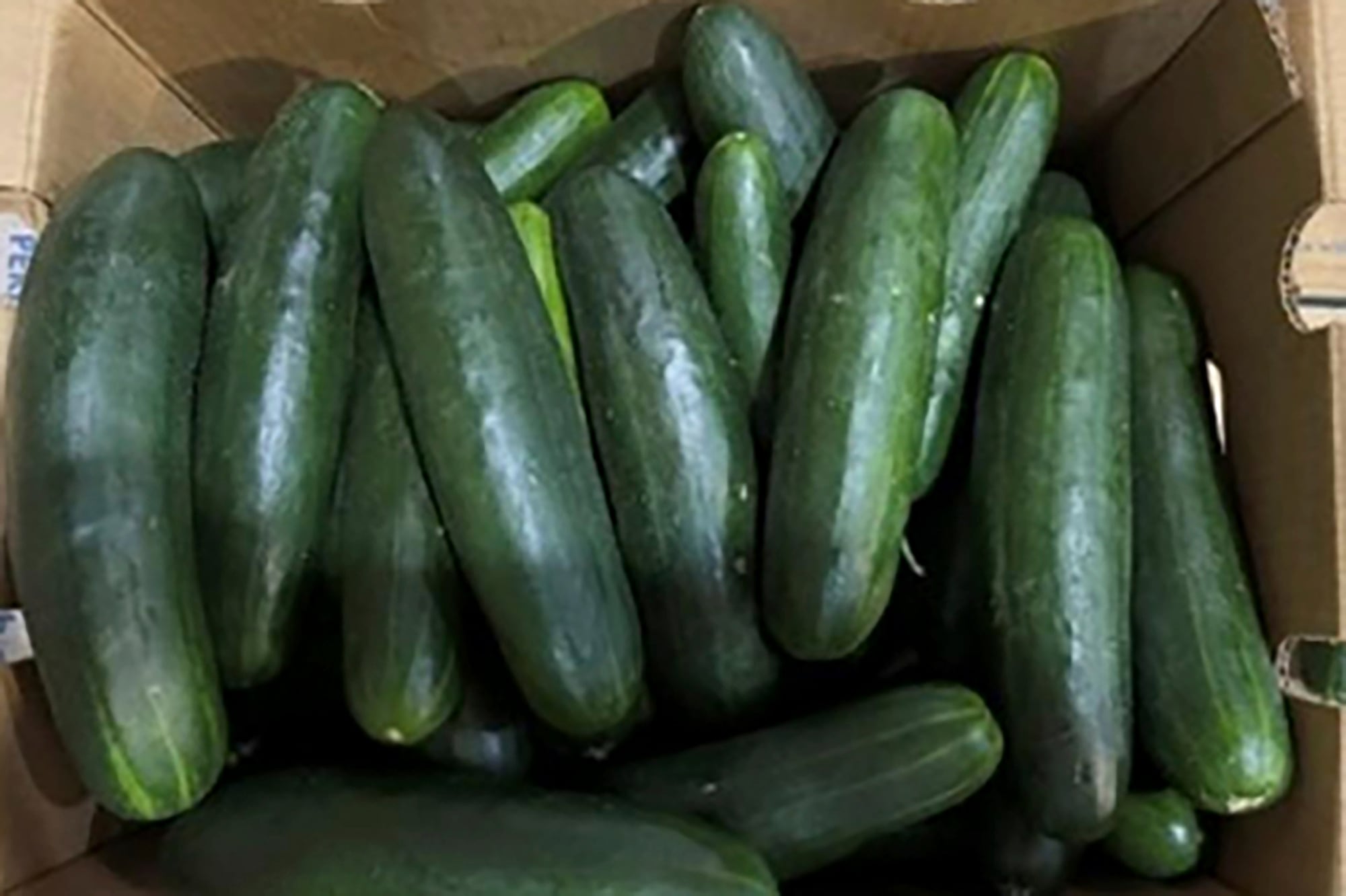 Untreated water tied to salmonella outbreak in cucumbers that sickened 450 people in U.S.