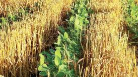 Trials focus on improving double-crop system