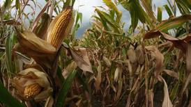 USDA forecasts top corn, soybean yield averages