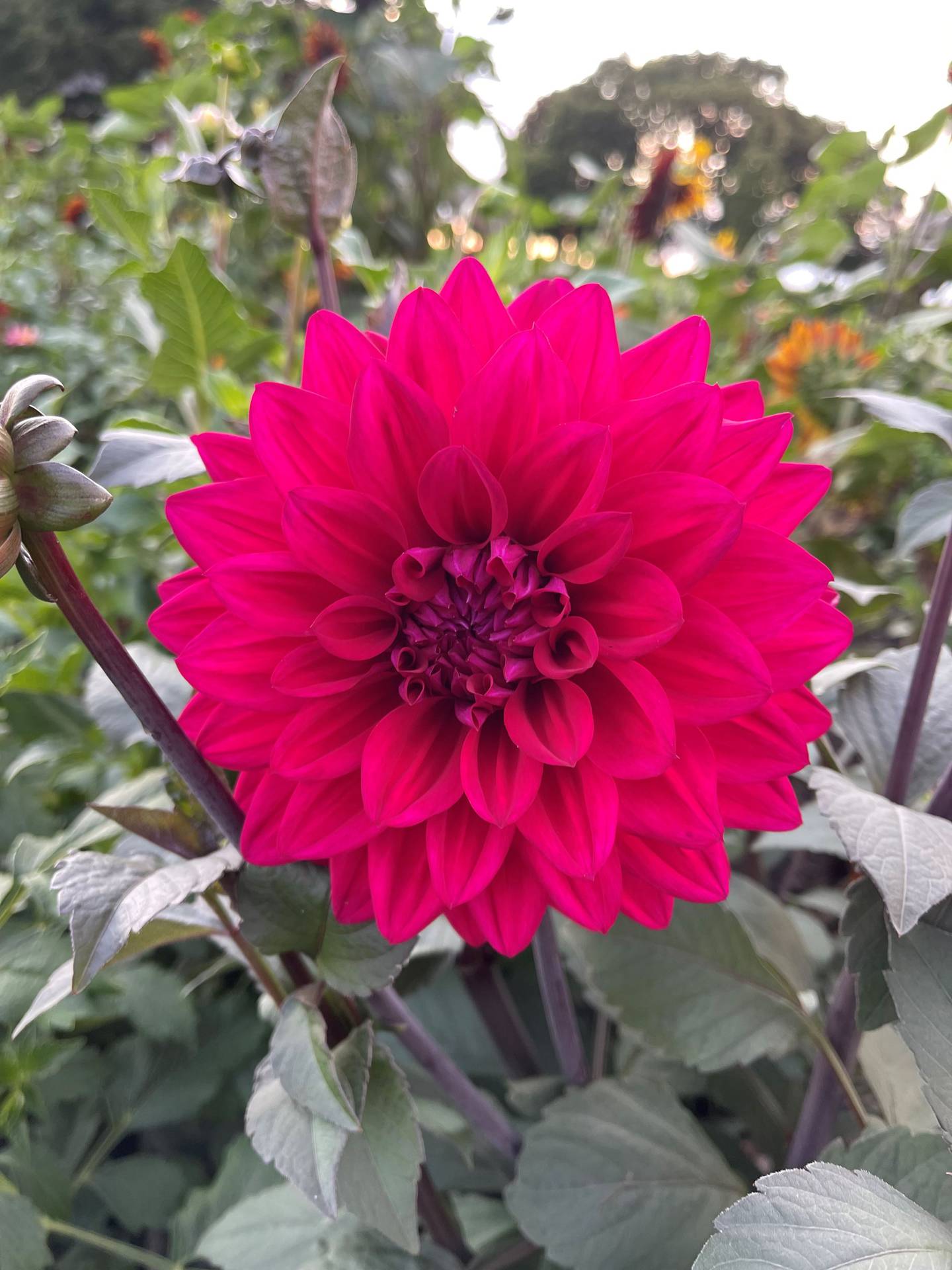 “Dahlia” — Claire Anderson: “Dahlia at dusk.”