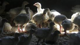 First case of human bird flu infection confirmed in Colorado